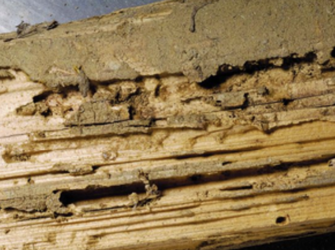 Jasa Anti Rayap Bandung Terbaik untuk Perlindungan Rumah Jangka Panjang